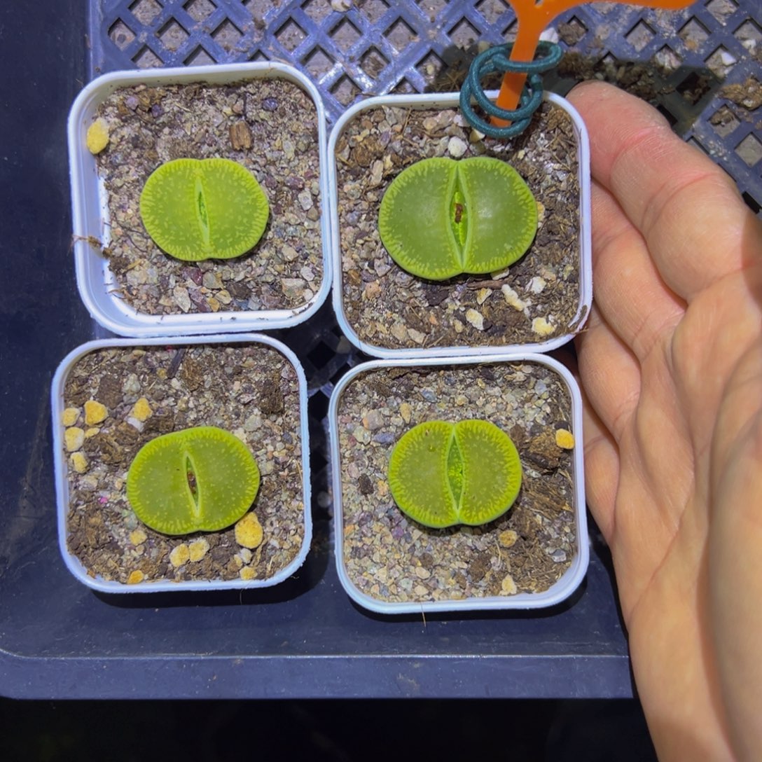 啊***啊799 一物一拍，默认有伤，介意勿拍，不退不换