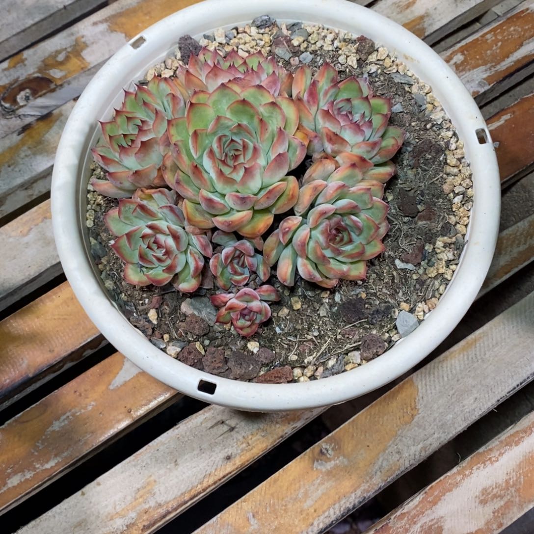 啊军喵多肉荷花手捧