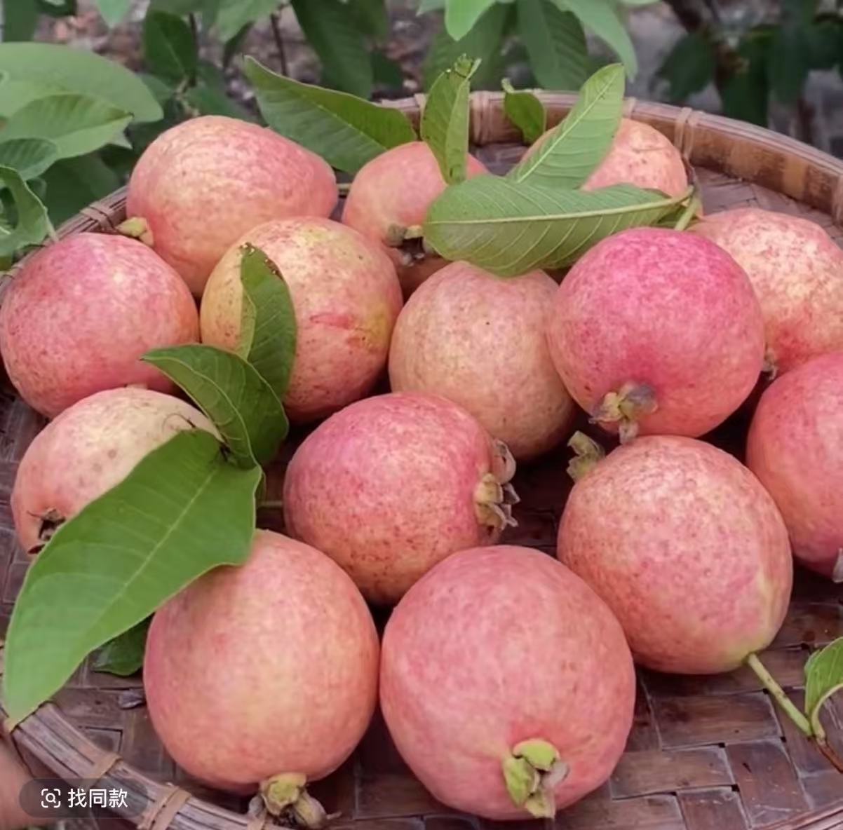 【顺丰包邮】一物一拍(广东省外)