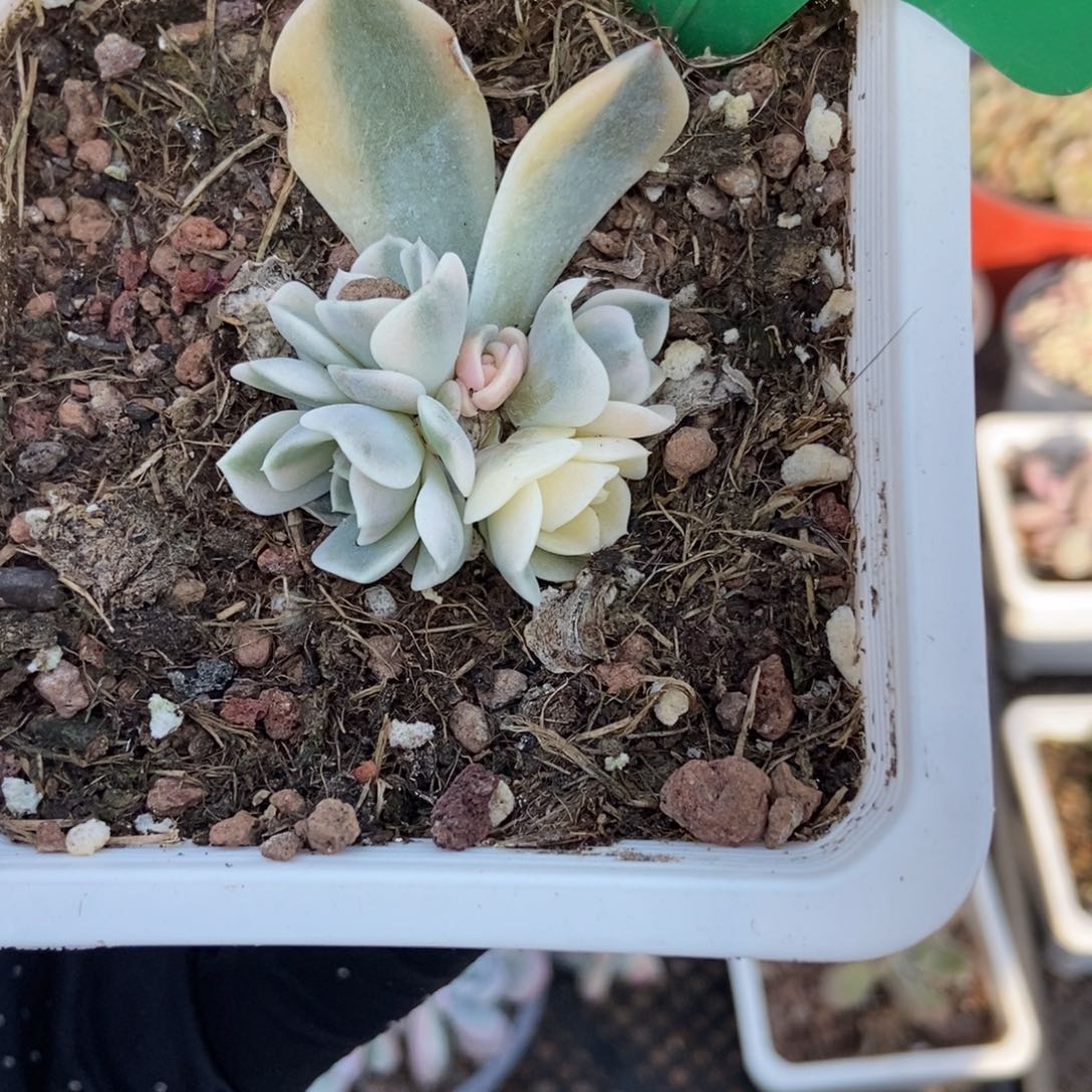 835汉堡锦多肉植物