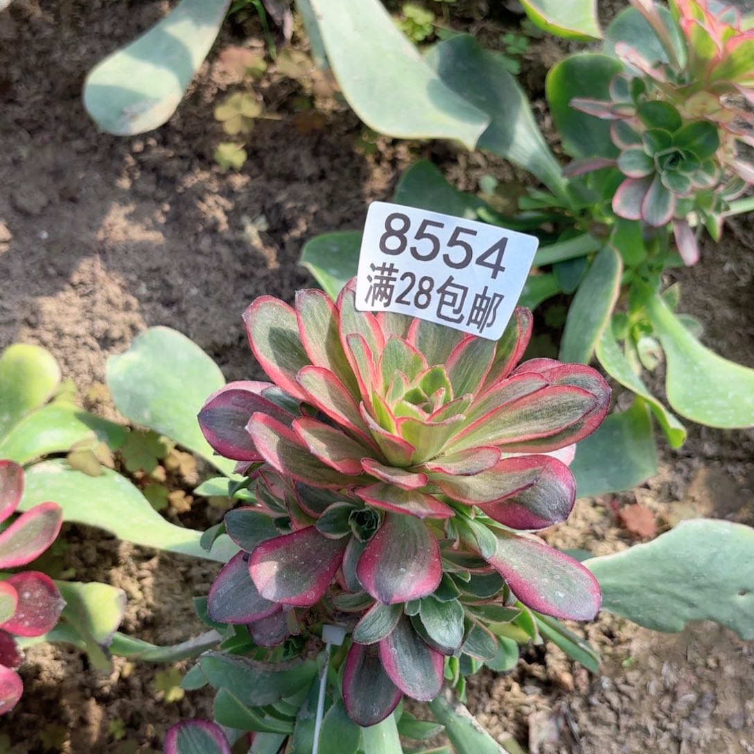 B.   8554纳福多肉