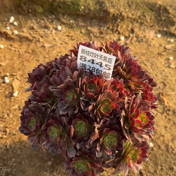 8445二号棚红玫瑰A