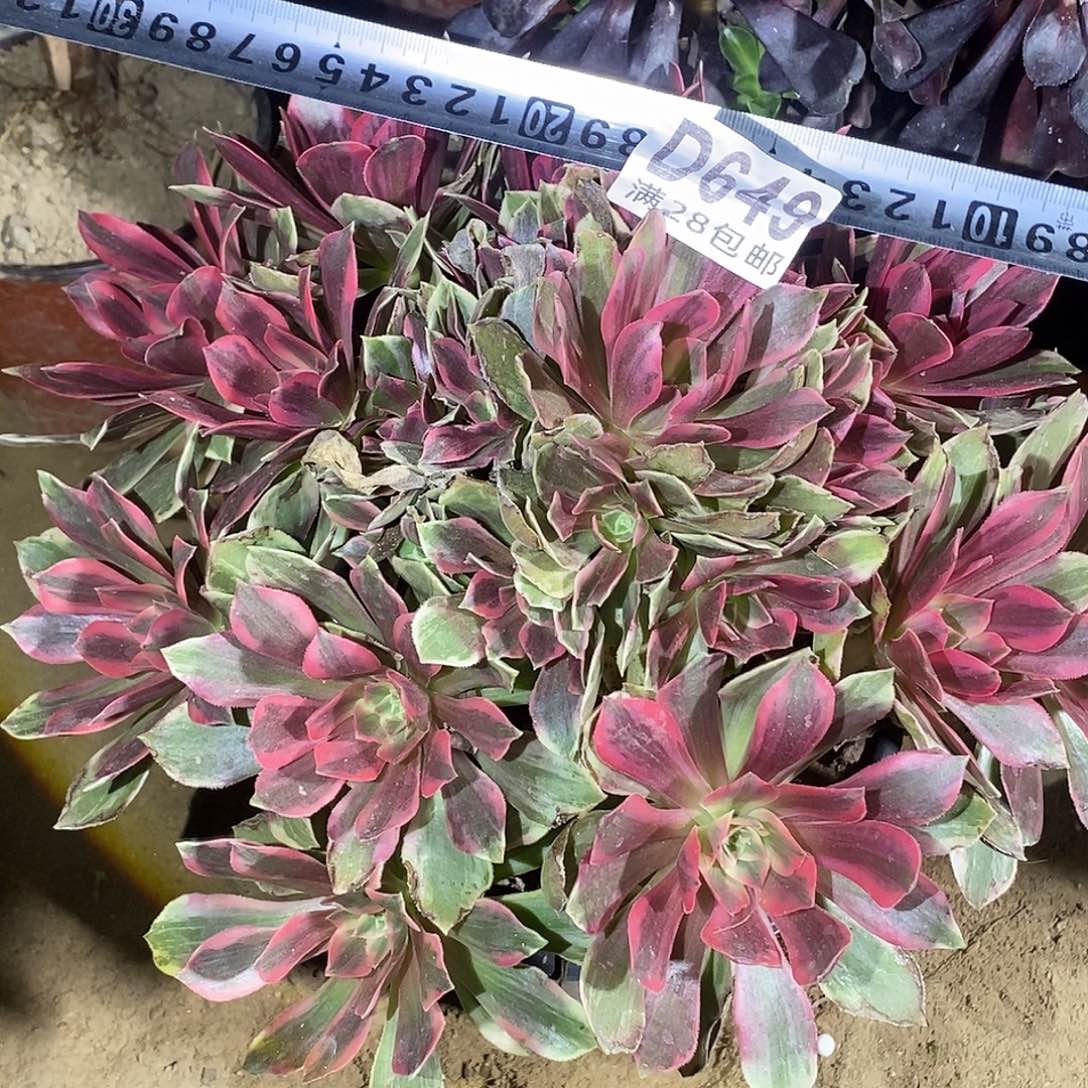 杨****649 多肉植物一物一拍