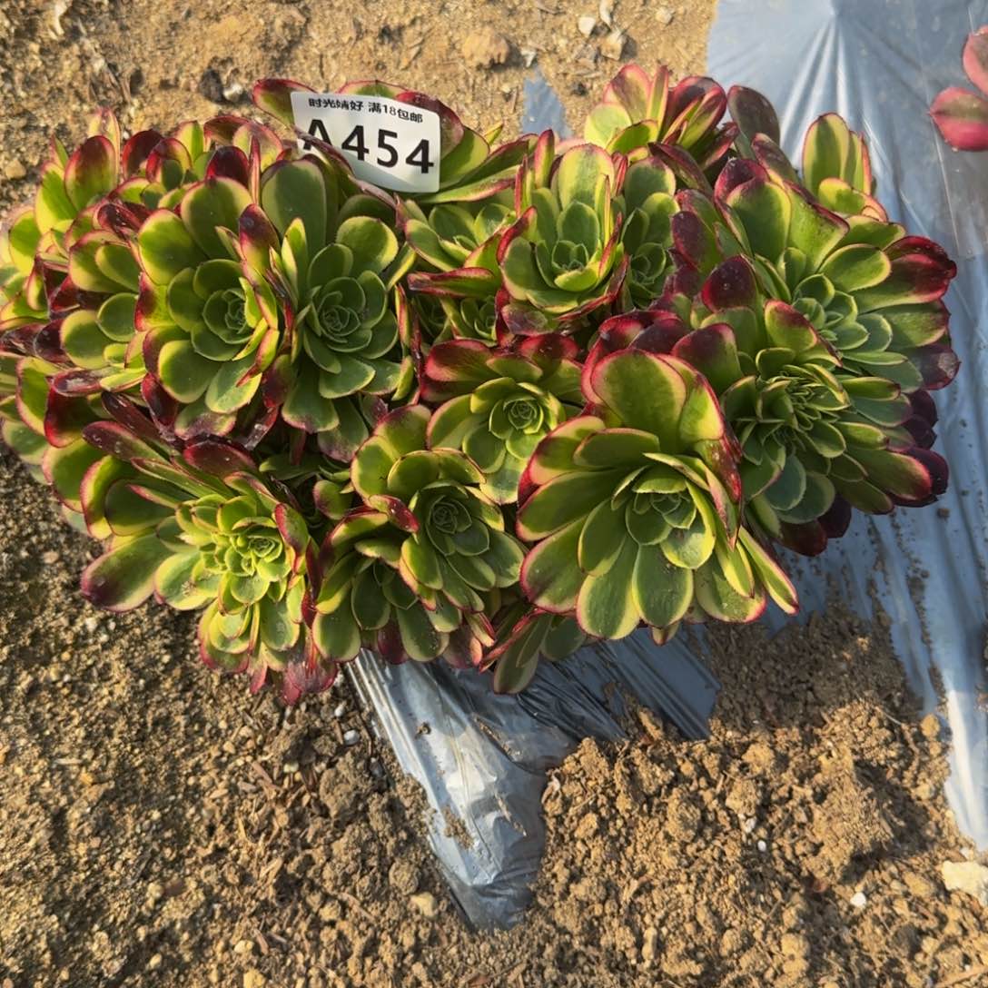 454奶白朵朵缀多肉植物