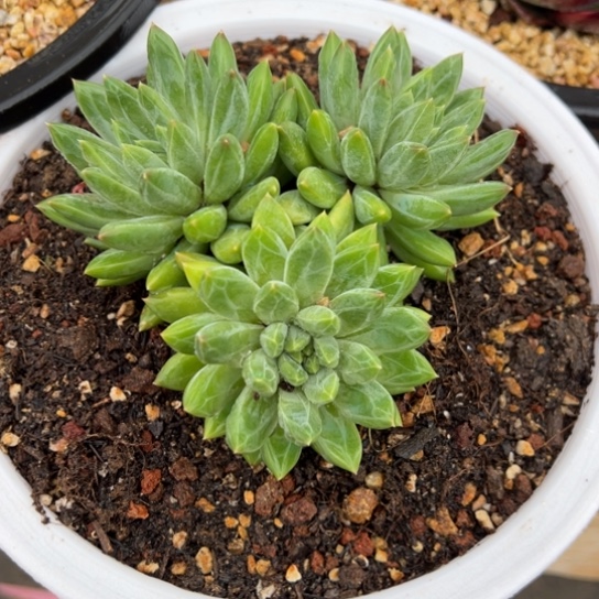 青花瓷 夏鸣园艺