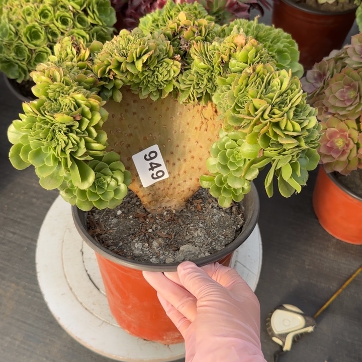 多肉植物绿羊绒缀949