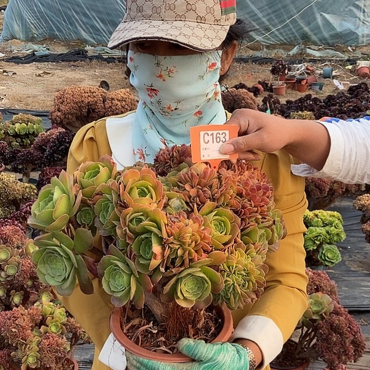 暖***.163玫瑰缀化老桩朵朵