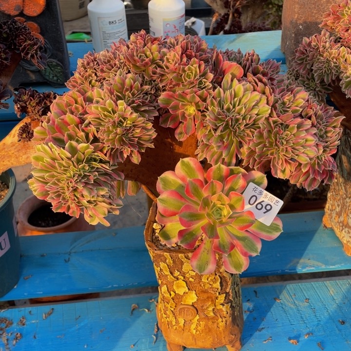 069号粉女巫缀花