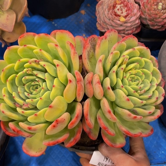 柔*十里桃花19115多肉