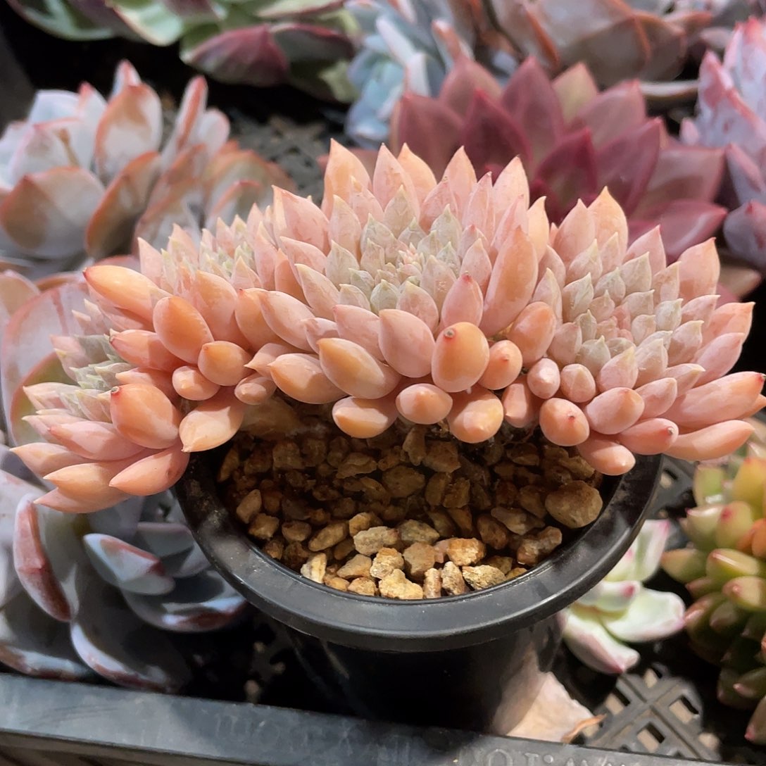 美丽美丽的肉肉好看