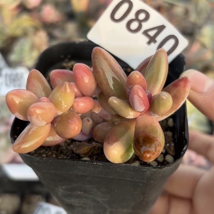 多肉植物满18包邮当场凑单