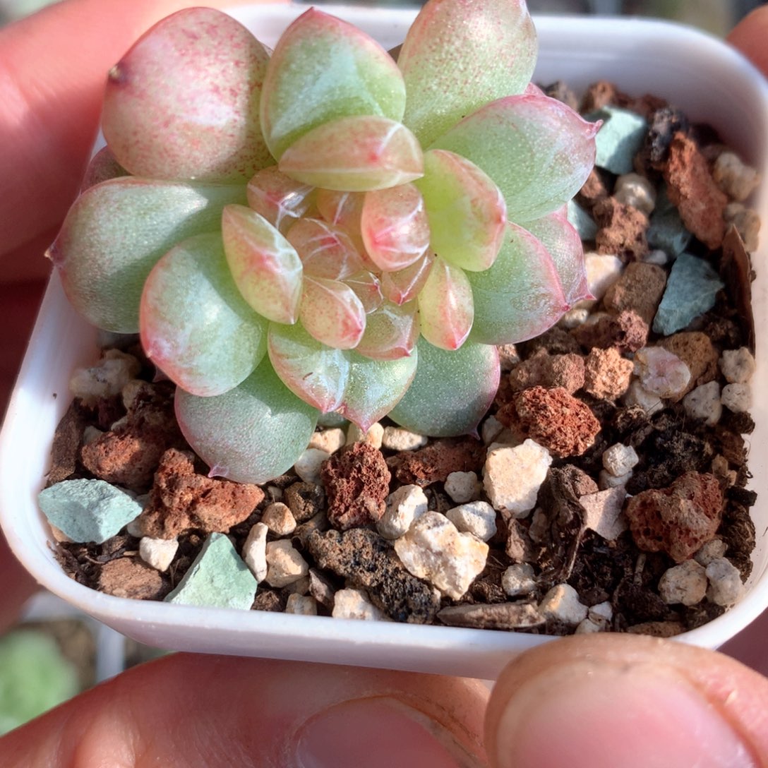 缀化。       30号