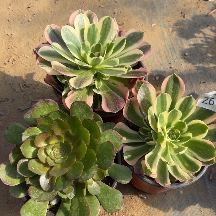 3颗多肉法师2617