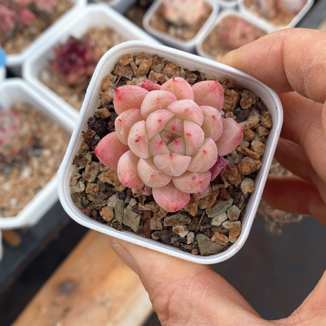 精品多肉一物一拍不包整116