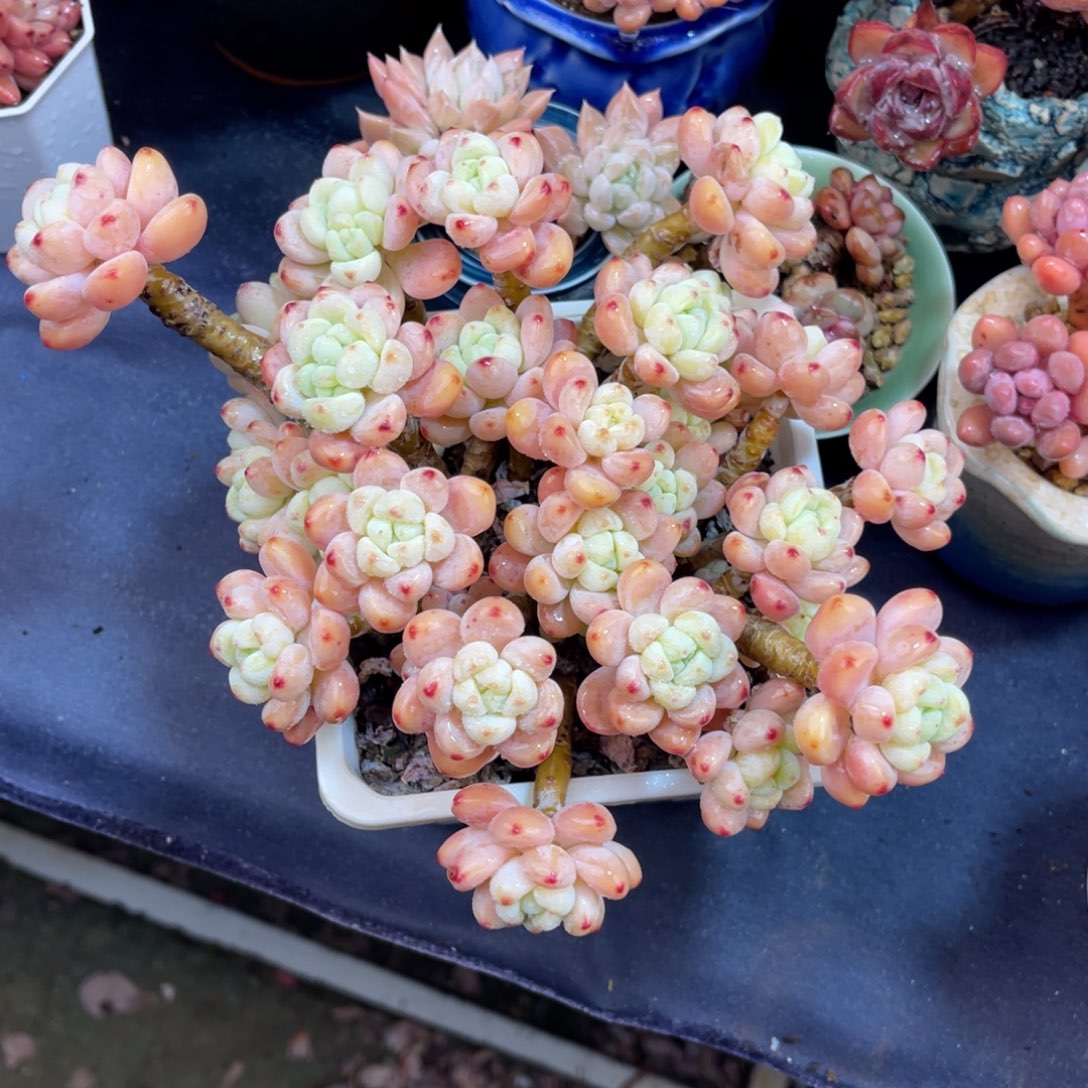 罗琦 十八公分左右