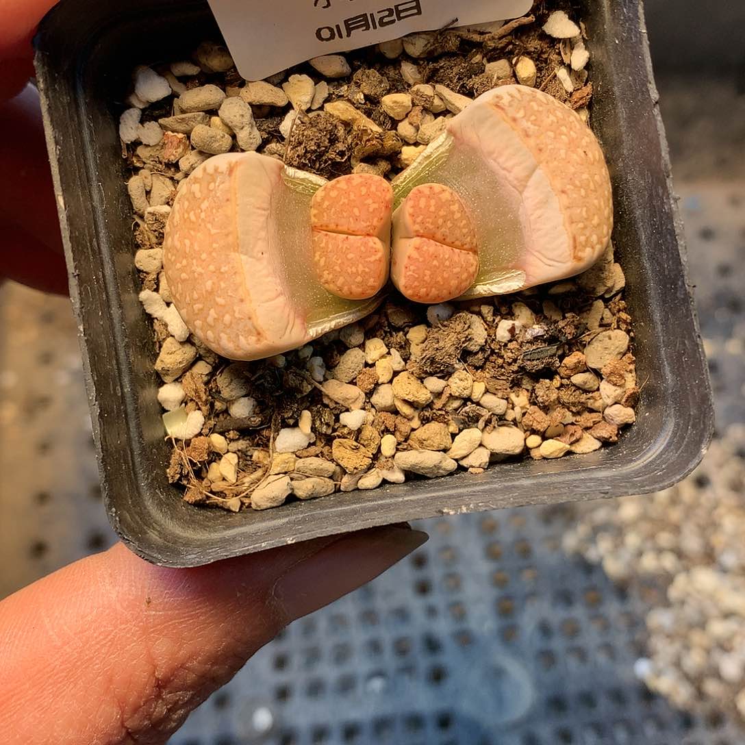 B331多肉植物保护研究所