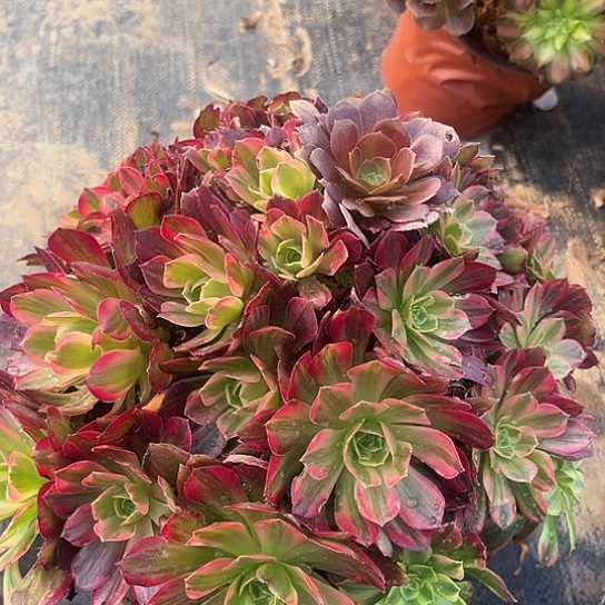 多肉植物安娜锦37