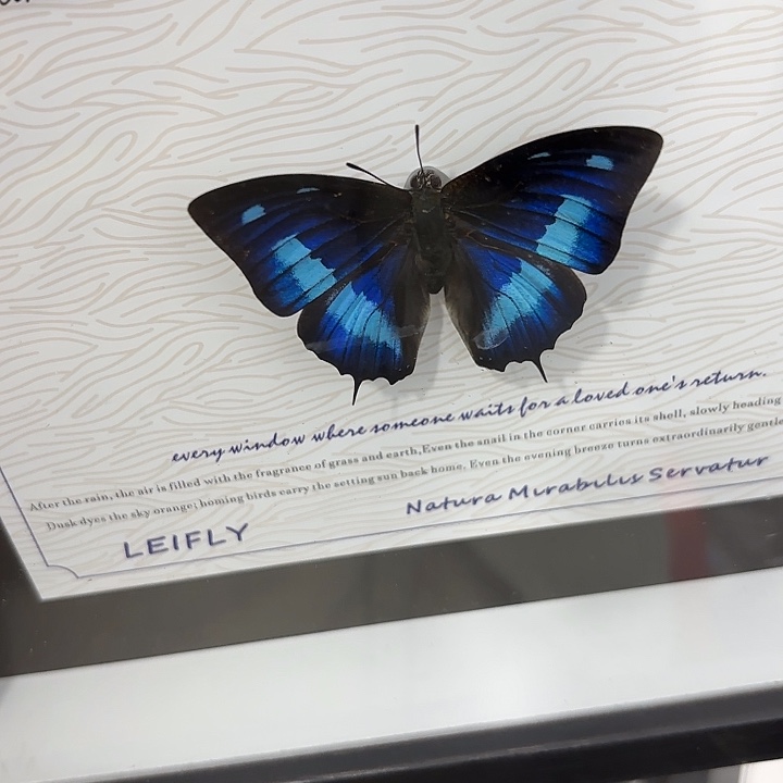 》***《蝴蝶标本定制330@