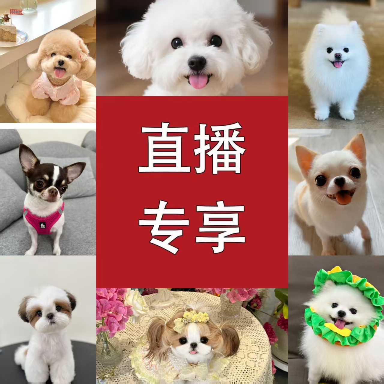 直播间挑选活体幼犬狗狗
