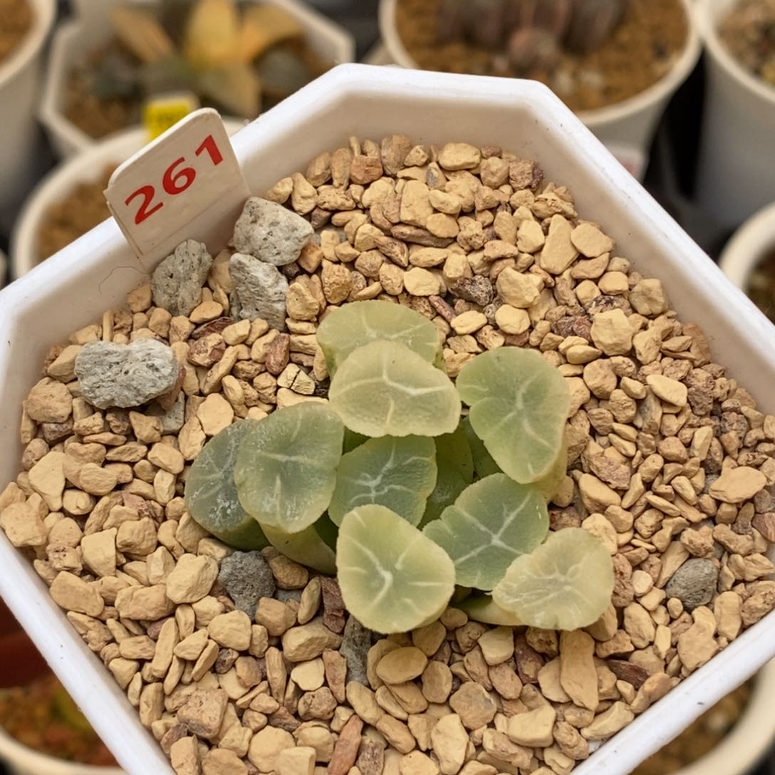 261糊斑万象多肉植物