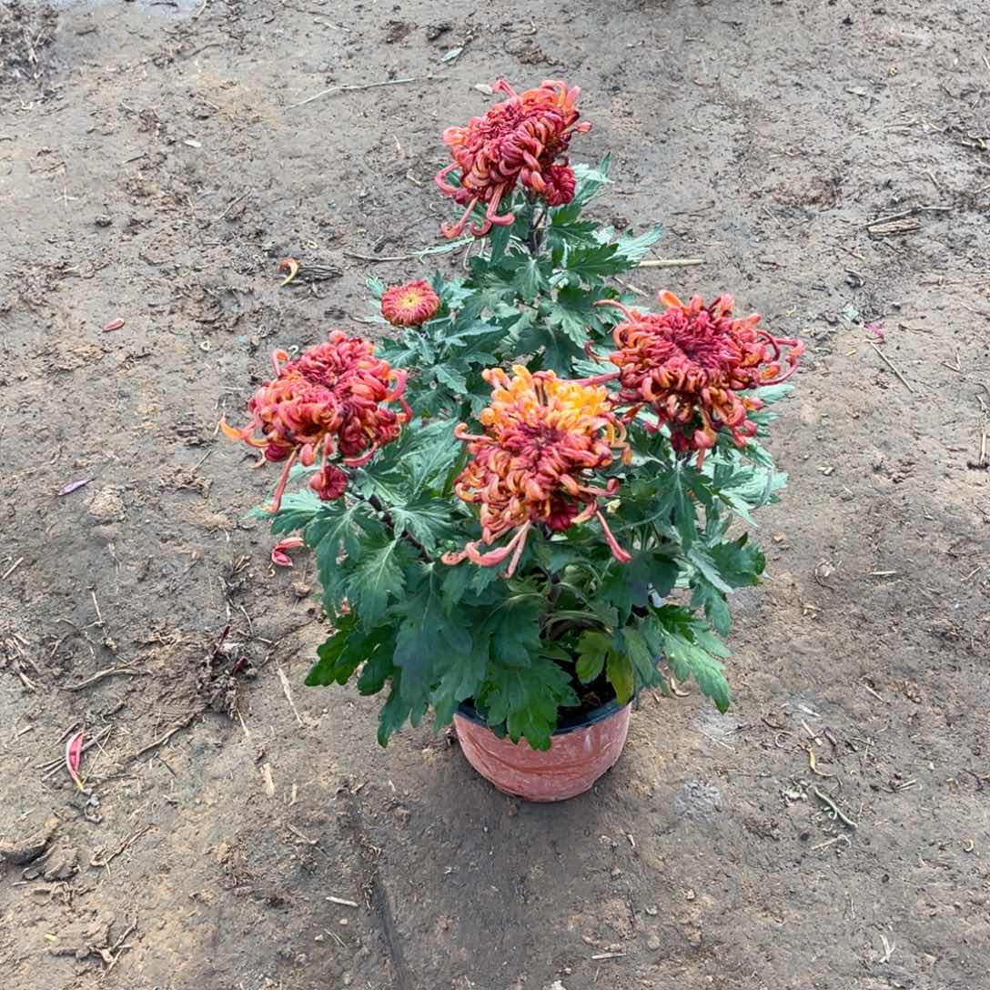 完全开放橙红色原盆