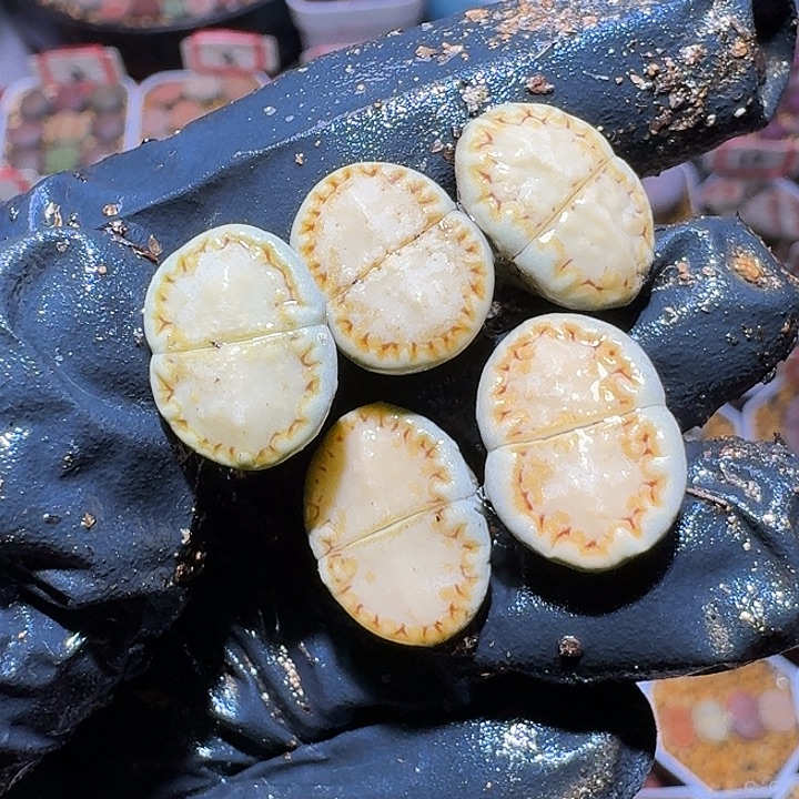 l***n生石花3:：：：。  359号