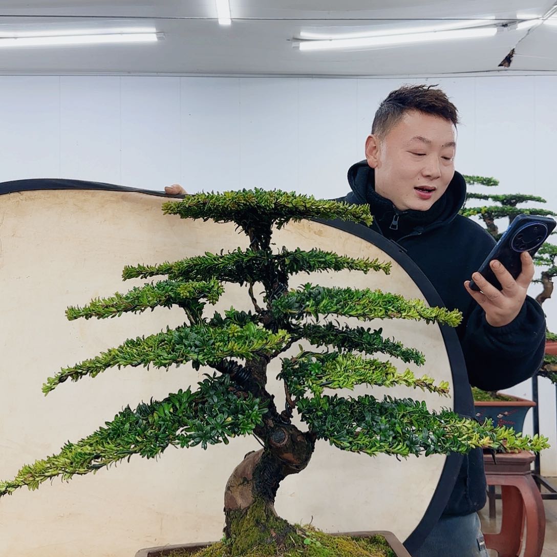 盆景制作过程非常
