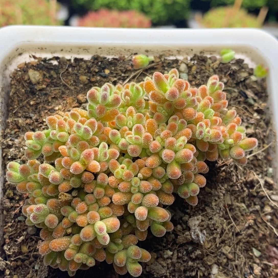 冰晶杂G101枝干番杏