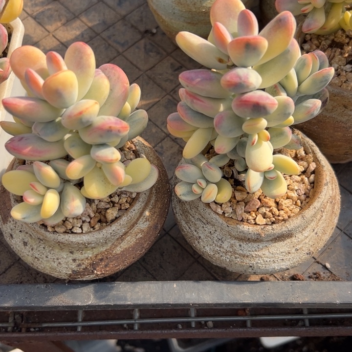 无花朵733号福娘锦两个无砍