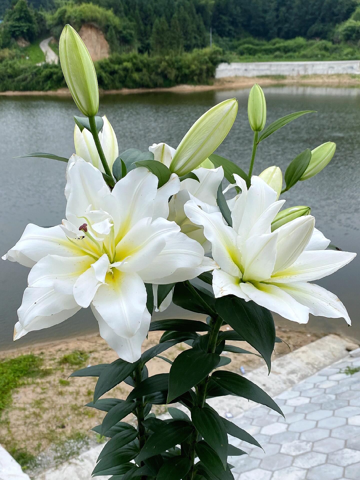 四季可种1颗《暴风雪》20/22重瓣香水百合花球