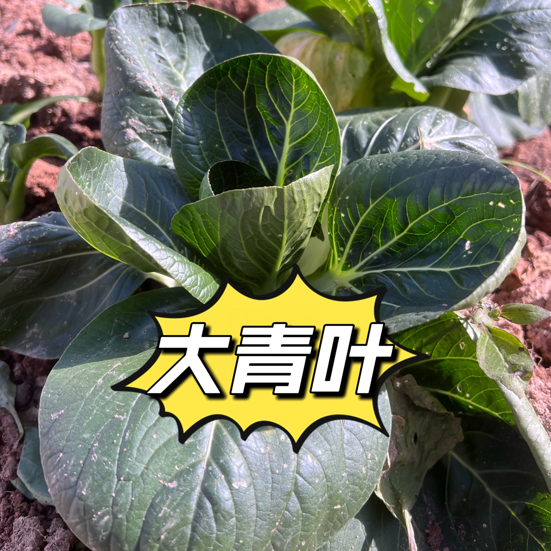 蛟哥土特产 楠溪江农家大青菜