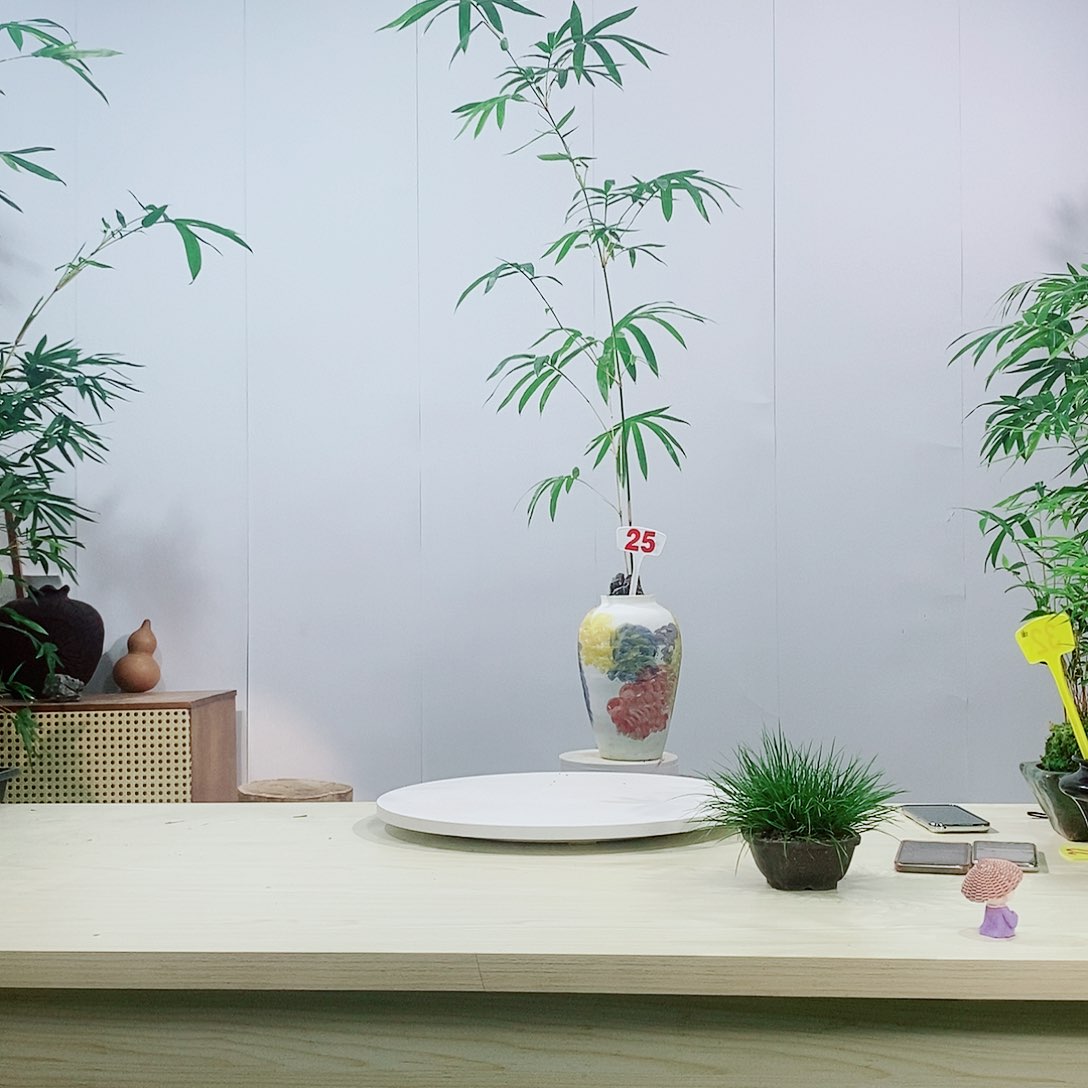 不开花植物方**光琴丝竹好看