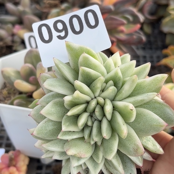 多肉植物满18包邮当场凑单