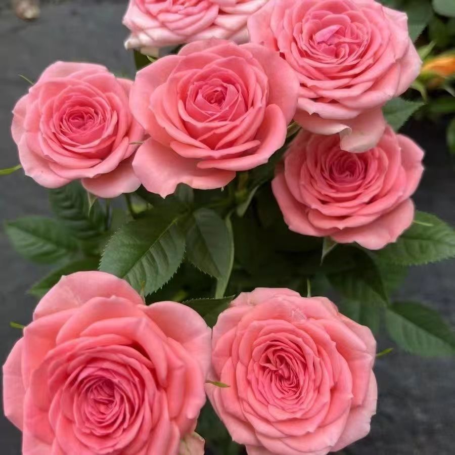 【粉珍珠】月季盆栽四季开花阳台庭院