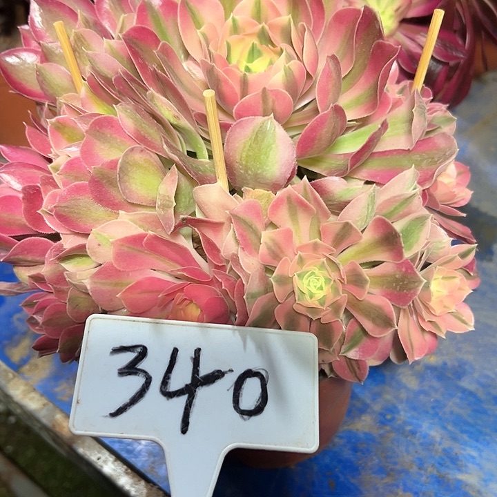 多肉植物粉女巫法师