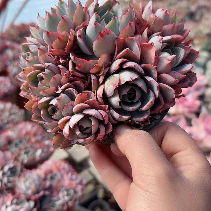 赫拉多肉植物精品咯