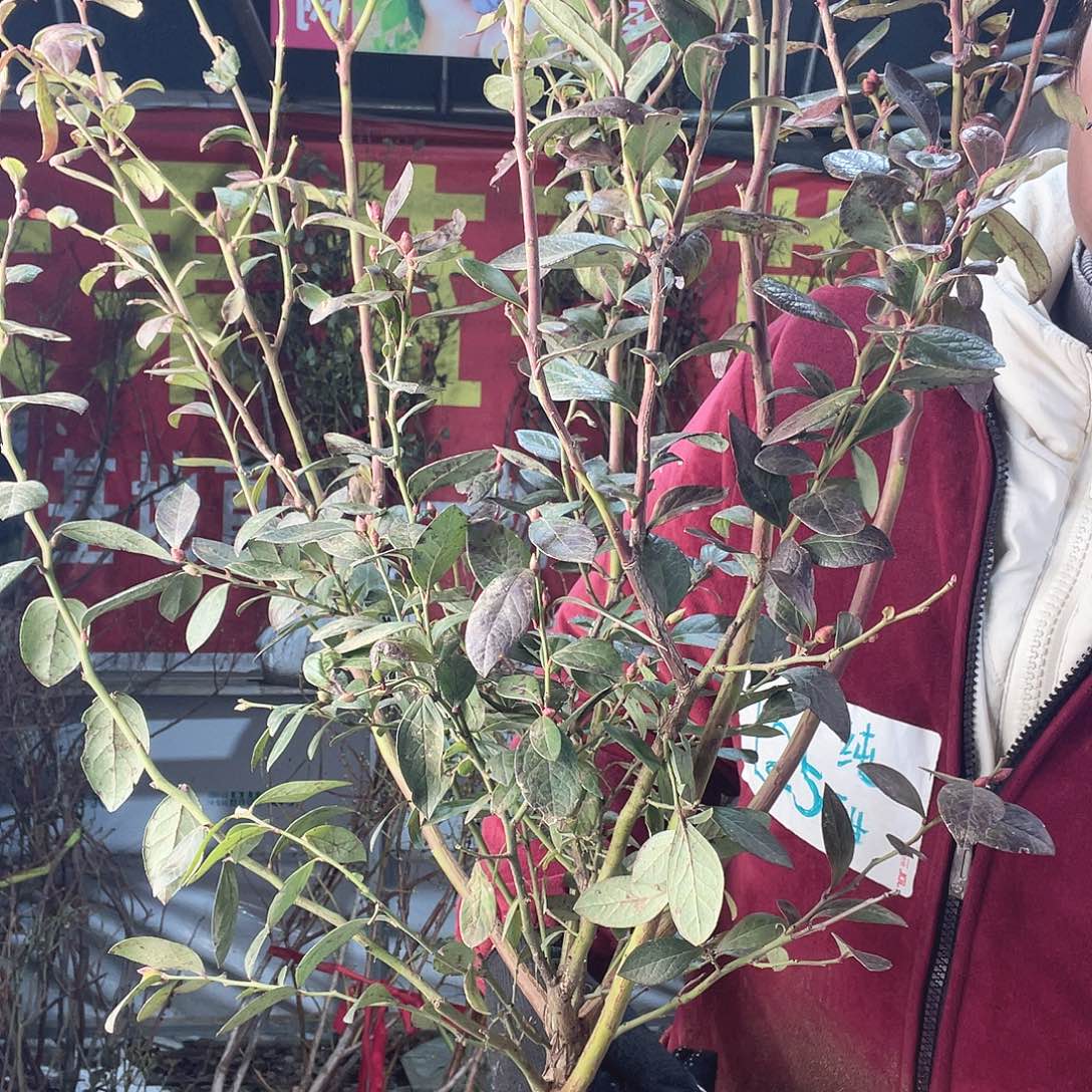 完全开放大果纯甜可口蓝莓