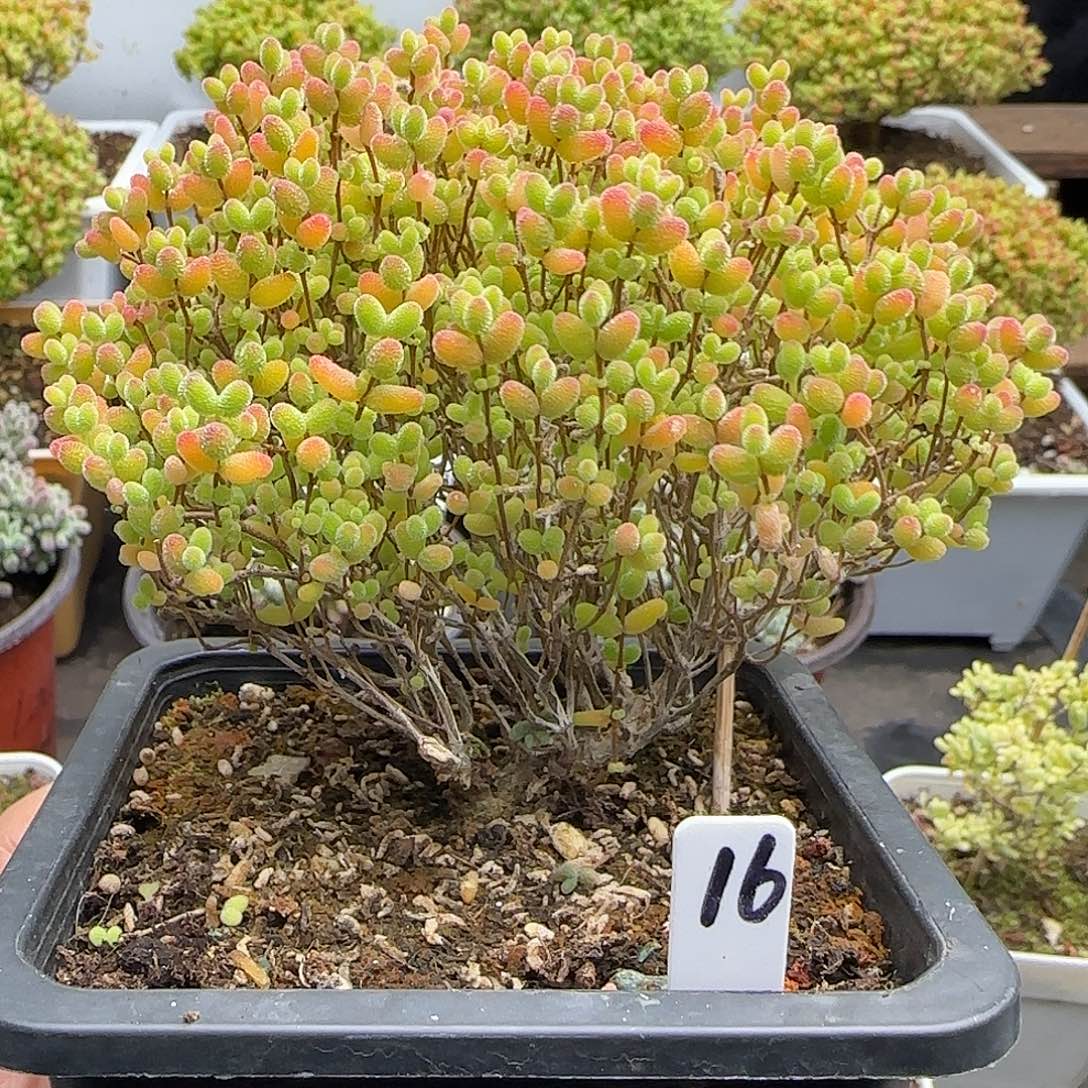 蜜橘糖球一物一拍