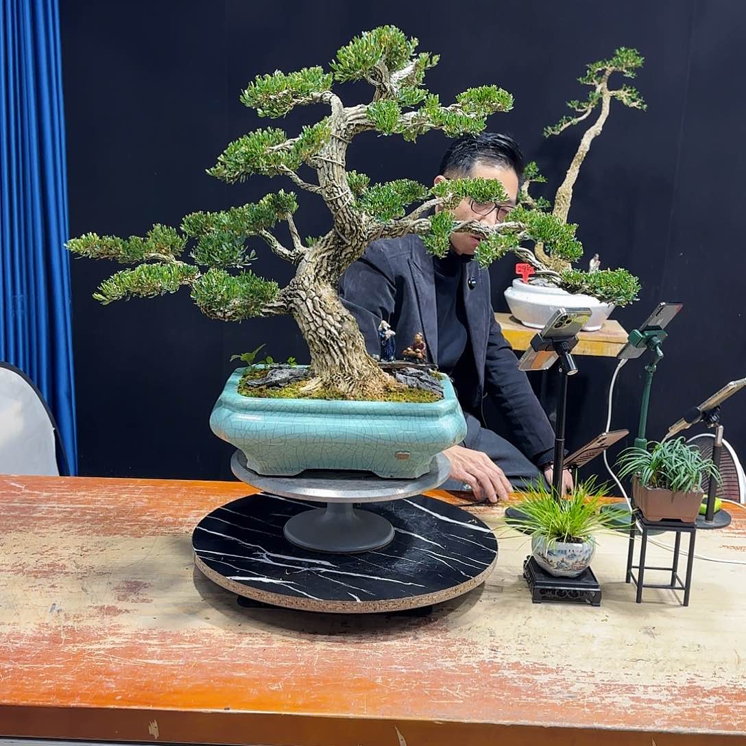 黄杨室内室外盆景艺术