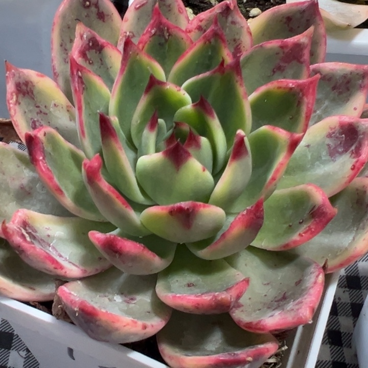 1841桃花锦多肉植物