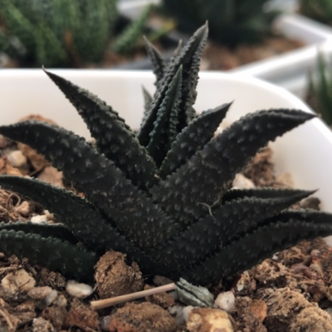哥斯拉硬叶多肉植物