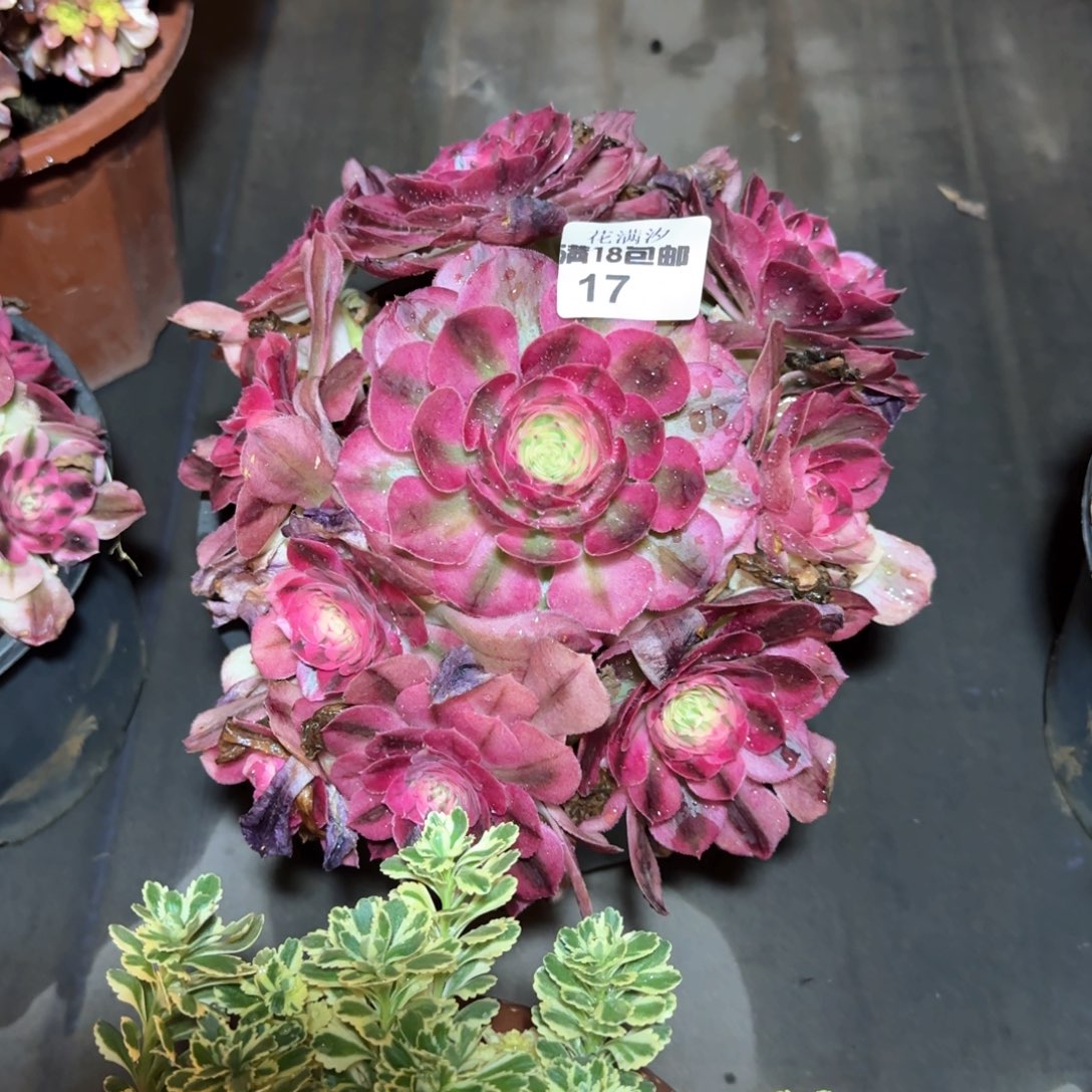 倾城法师17多肉植物