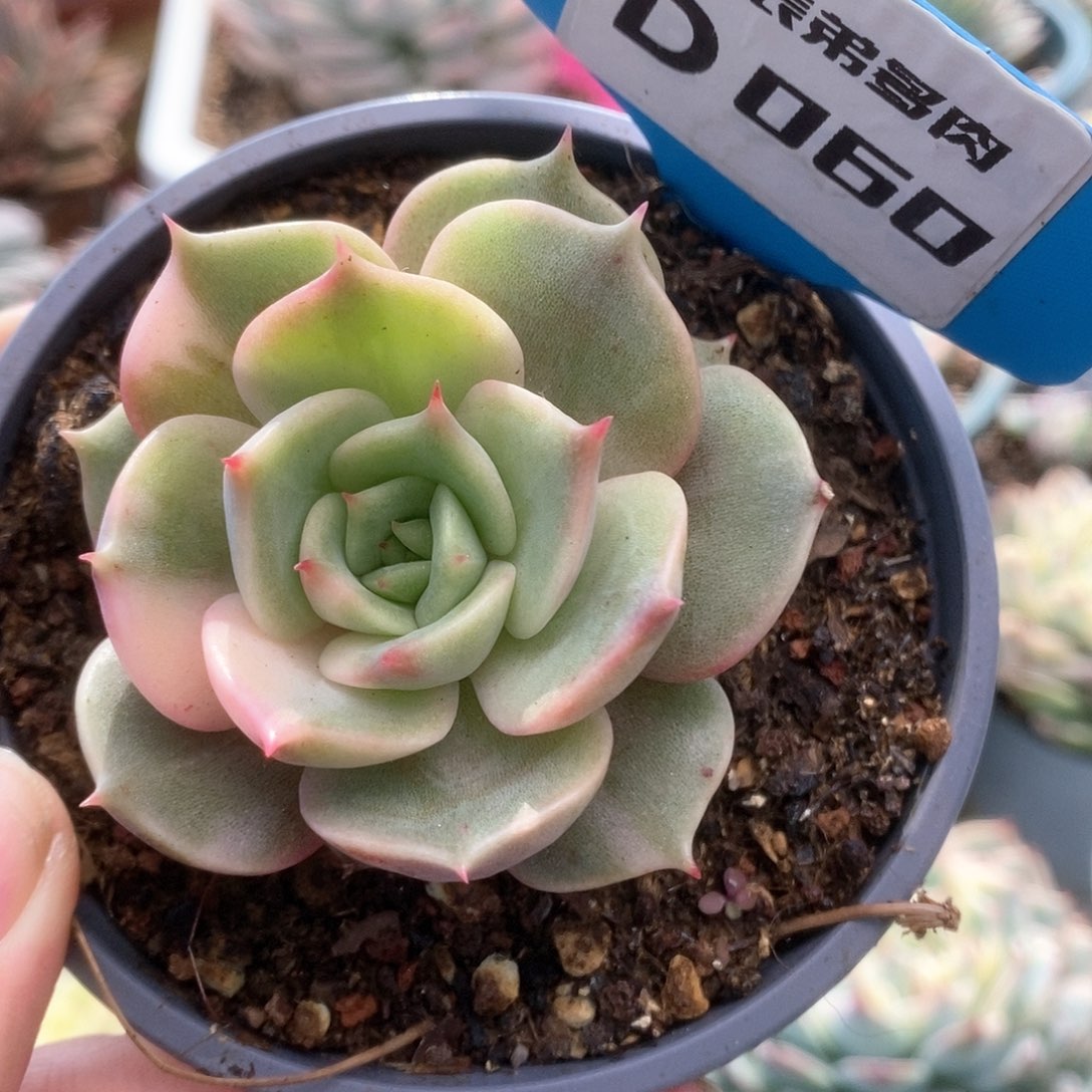 D060贝加尔湖锦锦锦锦