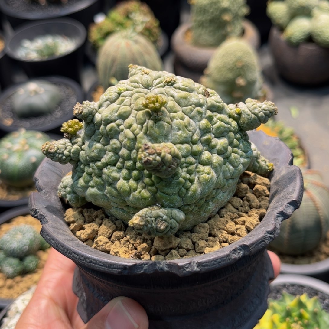 凝蹄玉哥斯拉x m m m m m m m m m m