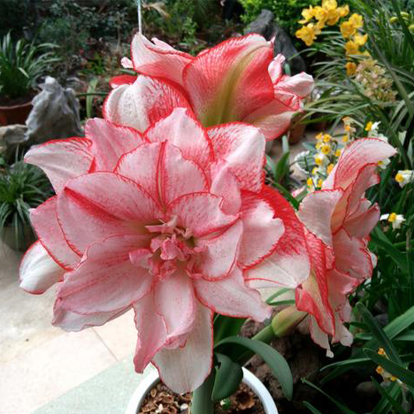 【条纹黛丝】★直播间讲解为准★朱顶红种球