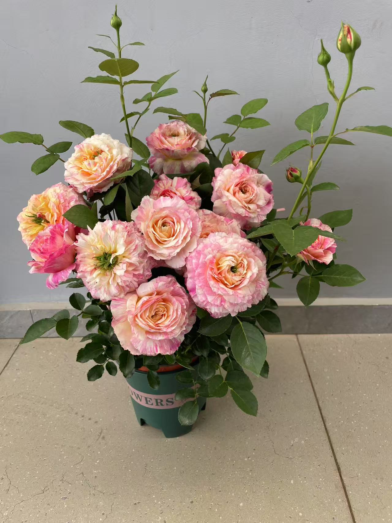 『莫奈』复色月季花苗灌木盆栽庭院种植四季开花易养花卉