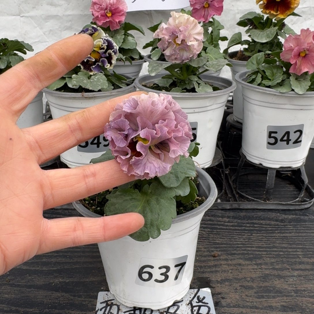 全部花朵637号礼服