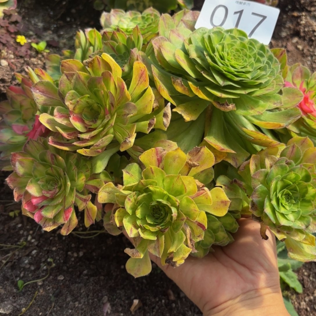 哈哈多肉葡萄福利017