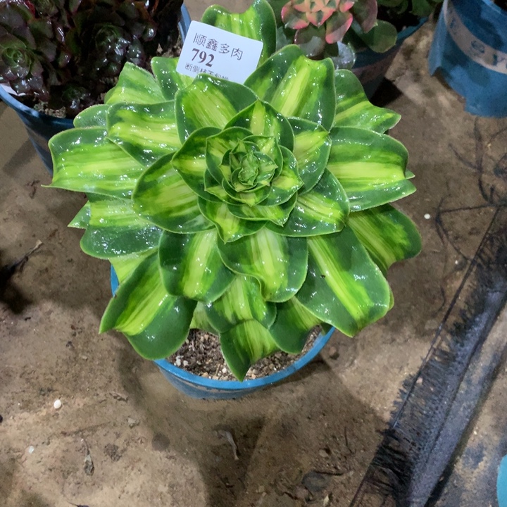 792暴君多肉植物特价