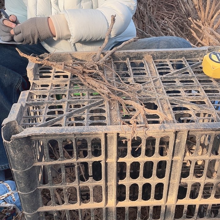 完全开放牡丹花开